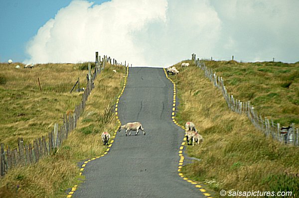 on the way to Tralee, Co. Kerry, Ireland