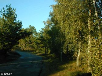 Litauen, kurische Nehrung: romantische Wege, Birkenwlder