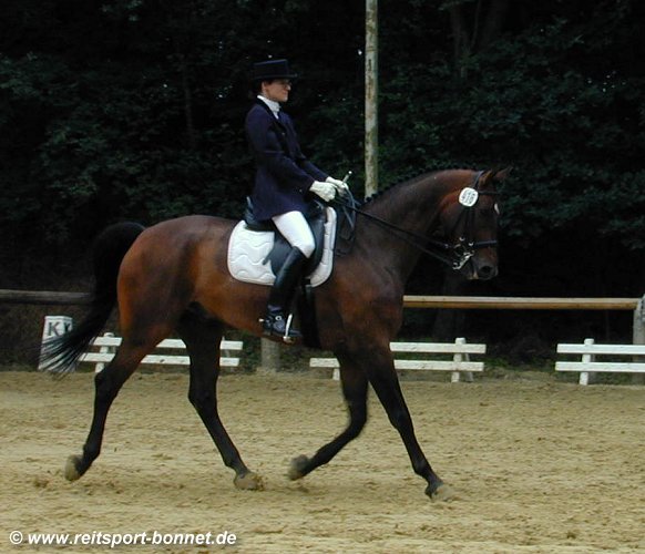 Reiten: Reitturnier (anklicken zum Vergrern - click to enlarge)