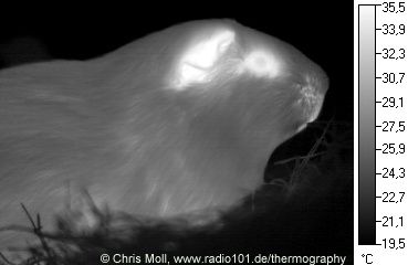 thermal image / Heat radiation of a Guinea pig