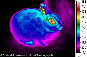 Kaninchen: Wärmestrahlung / Infrarotaufnahme / Wärmebild / waermebildaufnahmen