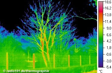 Thermographische Aufnahme / Wrmebild: Pflanzen
