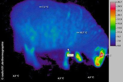 Thermographie / Wärmebild: Schaf