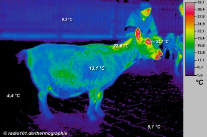 Thermographie / Wärmebild: Ziege